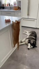 Top 50 Funniest Animal Videos of All Time 🏆 | Must-Watch Comedy Clips