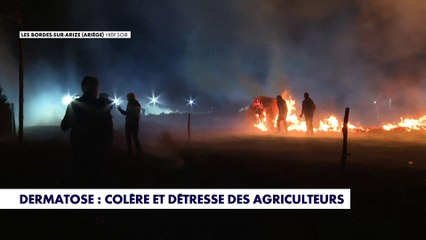 Démunis face à la dermatose, la colère et détresse des agriculteurs