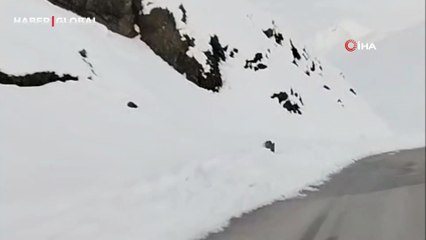 Yüksekova’da karın içinde yiyecek arayan domuz sürülerinin hızı şaşırttı