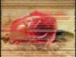 انسان مجروح