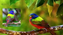 Painted Bunting Singing Song