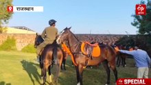 Marwari Breed Horses : वफादारी, बहादुरी, समझदारी...लेकिन पोलो ग्राउंड से दूर, जानिए वजह