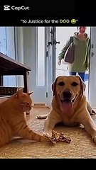 Funny Cat And Dog Moment😂😂
