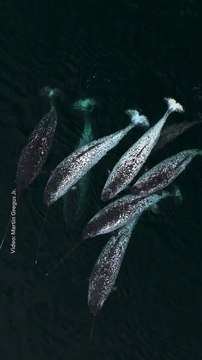 Narvals : les fantômes majestueux de l’Arctique vus du ciel