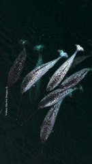 Narvals : les fantômes majestueux de l’Arctique vus du ciel