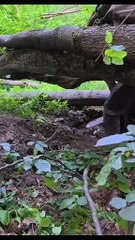 I Built a Jungle Hideout From Scratch | Bushcraft Survival Build