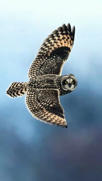 Voici une chouette des marais.  #LeSaviezVous : Contrairement aux autres chouettes, les chouettes des marais possèdent de toutes petites aigrettes presque invisibles.  Sources : @natgeoindia, en repost de @mukul.soman