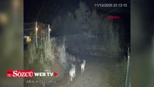 Elazığ'da köye inen kurtlar kamerada