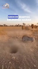 "The lion stalks the raging warthog"