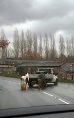 Horses being dragged by a car in Kingsely