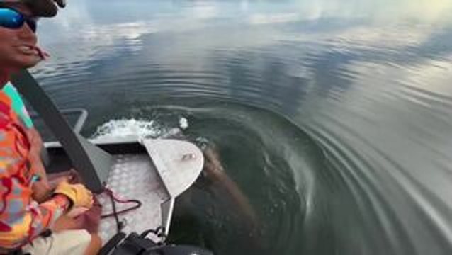 Crocodile Leaps Up and Snatches Vundu Fish From Fisherman