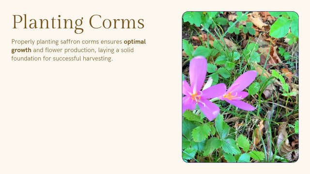 Saffron is known as the world’s most expensive spice, and this video explains exactly how you can start a profitable saffron farming business — even with limited land and low initial investment. In this complete saffron farm Reacts | DIY videos | crafts