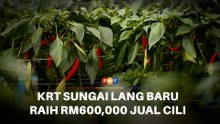 KRT Kg Sungai Lang Baru raih RM600,000 setiap enam bulan, usahakan 10 ekar cili fertigasi