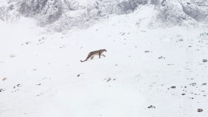 La panthère des neiges
