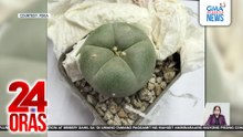 ‘Peyote Cactus,’ bawal gawing ornamental plant dahil sa taglay nitong kemikal | 24 Oras