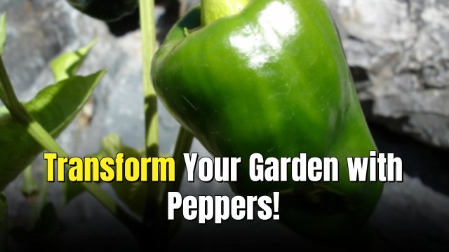 10 Gardening Tips For Growing The Perfect Poblano Peppers