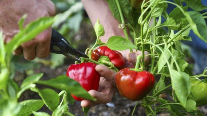 10 Gardening Mistakes To Avoid When Growing Peppers