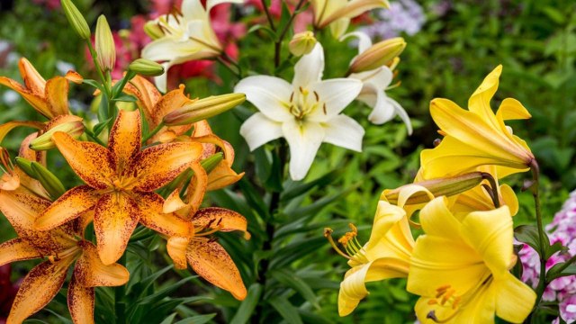 10 Gardening Tips For Growing A Lush Garden Of Lilies