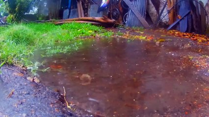 Lluvia mansa para escuchar y relajarse - Tacuarembó 09/12/2025