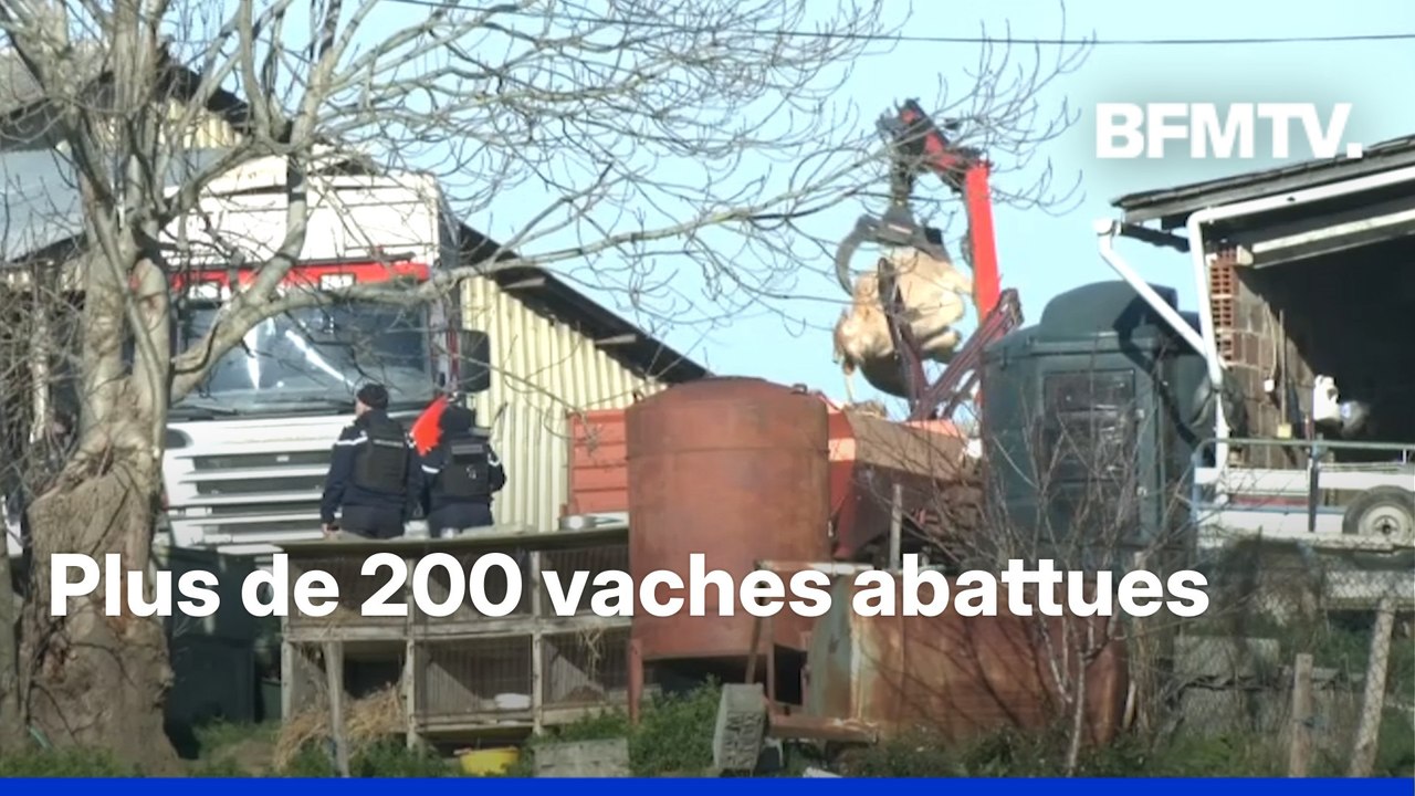 Dermatose nodulaire: des vaches euthanasiées et...