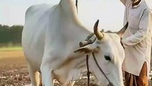 Cow Ka Antim Safar” (The Mother’s Last Journey #cow #farmer #ai #youtubeshorts 720p