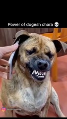 💀power of dogs 👀bhai 🥶🥵😱🔥 That’s awesome! A 62% boost in views and fewer swipes #funnyshorts #viral 720p