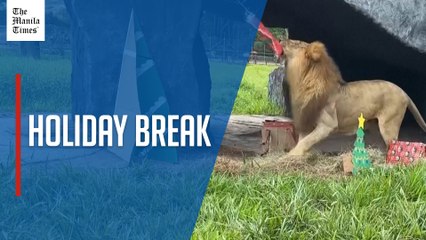 Colombia zoo indulges animals with Christmas-themed enrichment activities