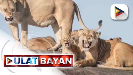 Cute at funny pictures ng mga hayop, bida sa Comedy Wildlife Awards | ulat ni Ice Martinez