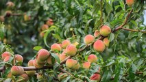 9 Gardening Tips For Growing Big Juicy Peaches