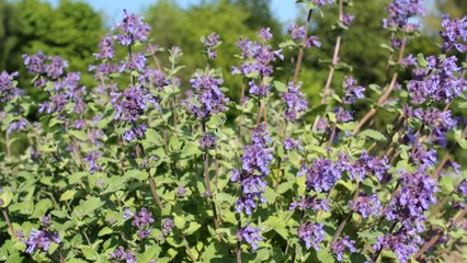 10 Gardening Tips On How To Grow A Big Bushy Catnip Garden