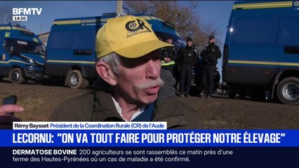 Dermatose bovine: la colère des agriculteurs face à la politique d'abattage menée par l'État