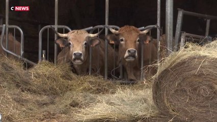 Abattage de bovins : qu'est ce que la dermatose nodulaire contagieuse ?