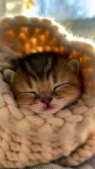 tiny ginger babby kitten #ai #cuteanimal #baby #cutecat #cute #viralreels #cutecats