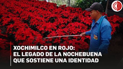 Cultivo de flor de nochebuena preserva tradición y sustento familiar en Xochimilco