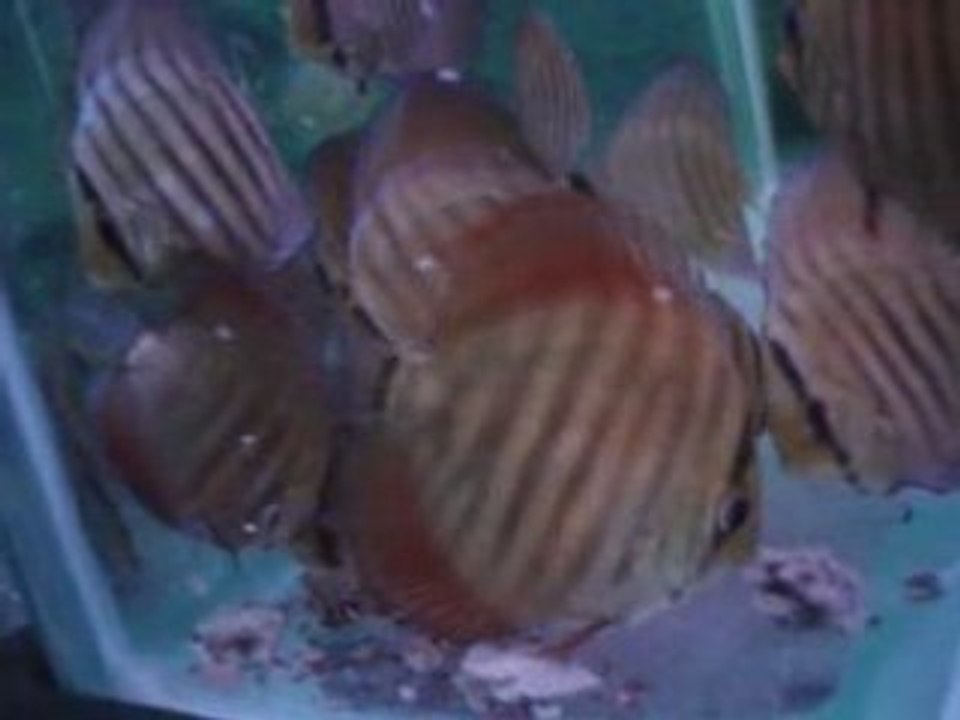 96.gün rose red yavrular