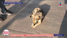 Presencia de perros peregrinos en la Basílica | DPC con Paola Rojas