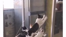Funny Cats Movements For Cat lovers. Must Watch