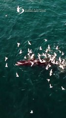 Watch: Bryde’s whales spotted in Abu Dhabi; 'first collective feeding in Arabian Gulf'