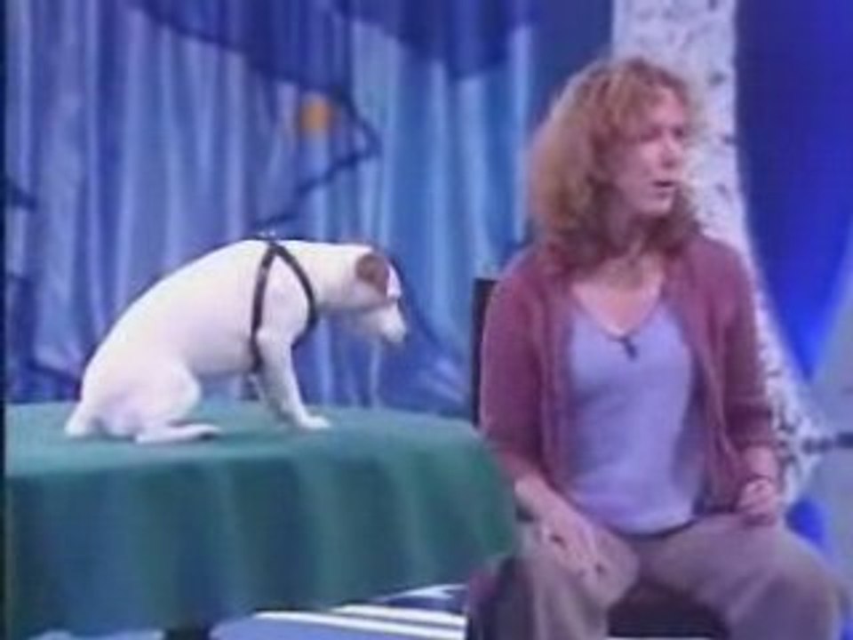 Maggie, le chien math maticien