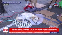 Centro de acopio ayuda a perritos abandonados en la Basílica | DPC con Paola Rojas