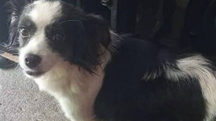 Perrita se lanzó desde un octavo piso y murió a causa de la pólvora lanzada en Medellín