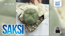PDEA - Ilegal na gawing ornamental plant ang peyote cactus dahil sa delikadong kemikal na taglay nito | Saksi