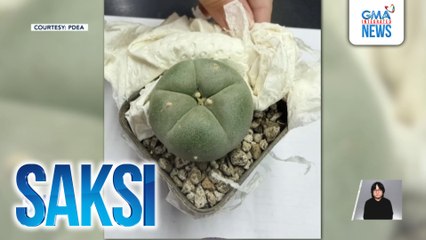 PDEA - Ilegal na gawing ornamental plant ang peyote cactus dahil sa delikadong kemikal na taglay nito | Saksi