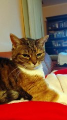 Perfect Weekend Plan... Maximum Stretch, Zero Stress #shorts #cat #funny #weekend #shortvideo #cute #foryou #funnycats #viralcats #goodnight