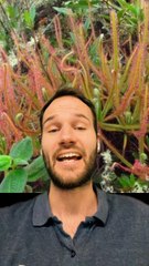 Une PLANTE CARNIVORE ETRANGE ?!