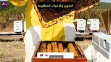أزاى حولت سطح بيتي لمنحل عسل بـ20$ فقط ! أرباح غير متوقعة🐝💰