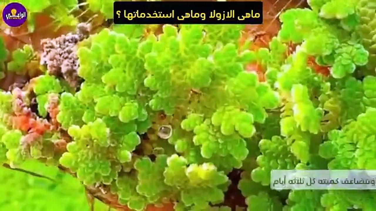 ازاى حولت سطح بيتي لمشروع مربح بدخل ثابت وبتكلفة 10$ فقط !