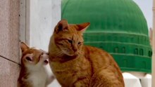Madina ki billi Huzoorﷺ Se Muhabbat !   Only animal that is allowed to  enter in great mosques of Madina ❤️  #Aqeeda #Cat #Madinah #Imamahmedraza #Almadina #Hameemhameem #aaqa #huzoorﷺ #yarasoolallahﷺ #AqeedahAhle