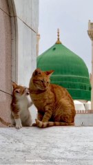 Madina ki billi Huzoorﷺ Se Muhabbat !   Only animal that is allowed to  enter in great mosques of Madina ❤️  #Aqeeda #Cat #Madinah #Imamahmedraza #Almadina #Hameemhameem #aaqa #huzoorﷺ #yarasoolallahﷺ #AqeedahAhle