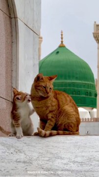 Madina ki billi Huzoorﷺ Se Muhabbat ! Only animal that is allowed to enter in great mosques of Madina ❤️ #Aqeeda #Cat #Madinah #Imamahmedraza #Almadina #Hameemhameem #aaqa #huzoorﷺ #yarasoolallahﷺ #AqeedahAhle